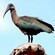 4. Immature  Silale swamp  6-04
