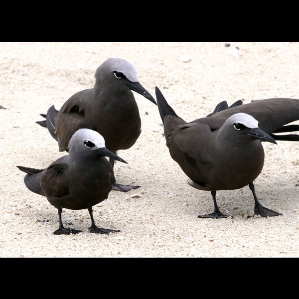 7. With brown noddy  Maziwe island  Paul Oliver  1-13
