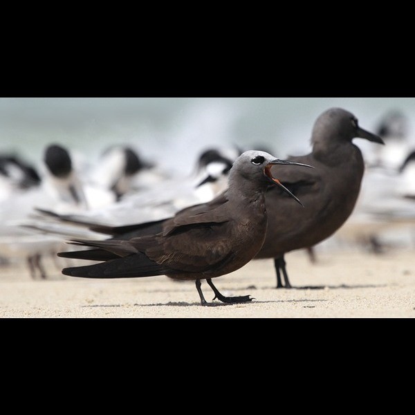 8. With brown noddy  Maziwe island  Paul Oliver  1-13