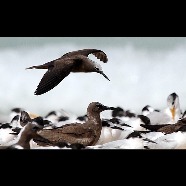 9. With brown noddy  Maziwe island  Paul Oliver  1-13