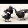 7. With brown noddy  Maziwe island  Paul Oliver  1-13