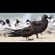 8. With brown noddy  Maziwe island  Paul Oliver  1-13