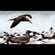 9. With brown noddy  Maziwe island  Paul Oliver  1-13