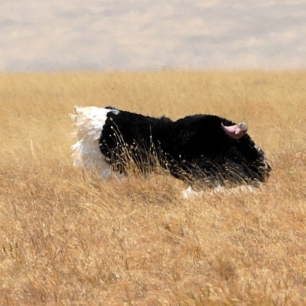 1. Pre-mating display  Ngorongoro Crater  7-12