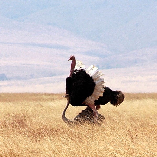 10. Ngorongoro Crater  Michael Bassler  7-12