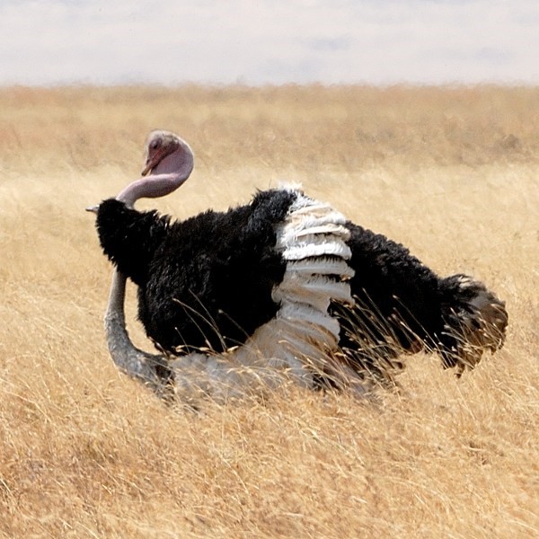 11. Mating  Ngorongoro Crater  7-12