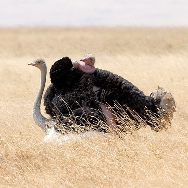 14. Mating  Ngorongoro Crater  7-12