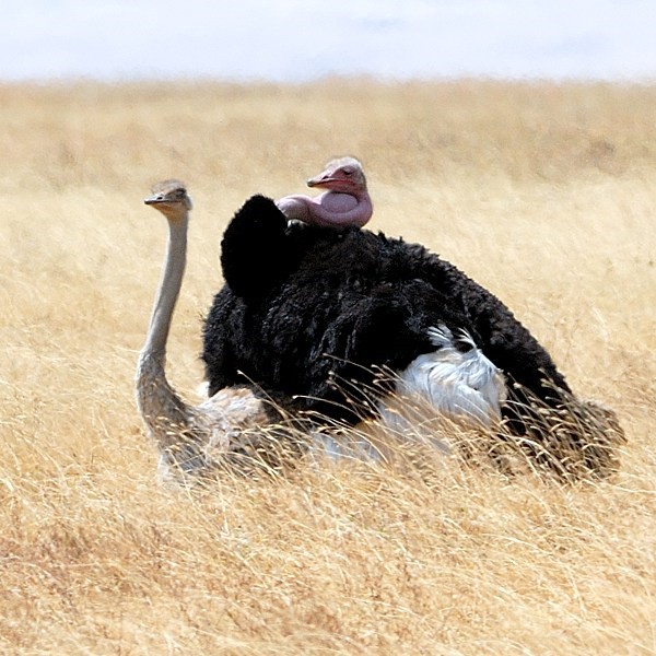 16. Mating  Ngorongoro Crater  7-12