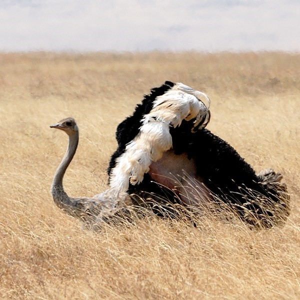 18. Mating  Ngorongoro Crater  7-12