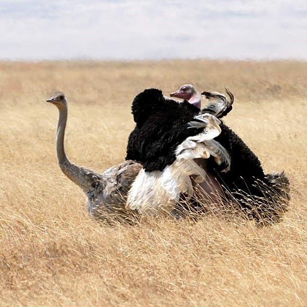 19. Mating  Ngorongoro Crater  7-12