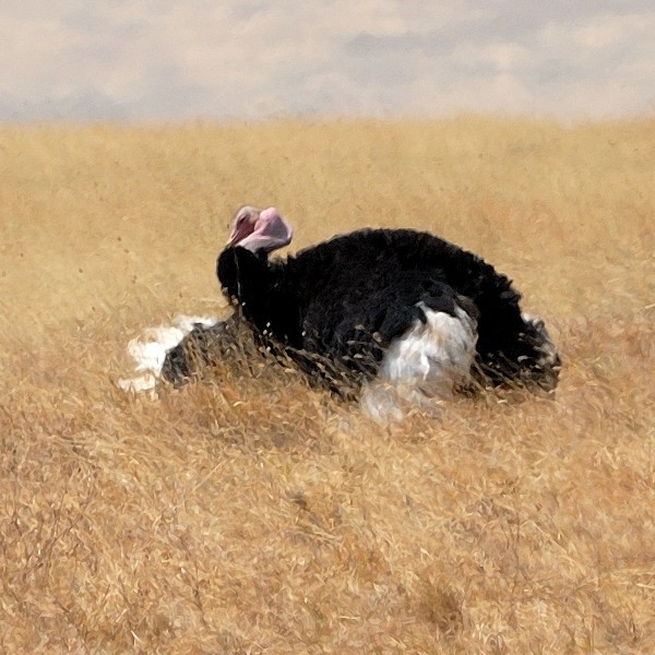 2. Pre-mating display  Ngorongoro Crater  7-12