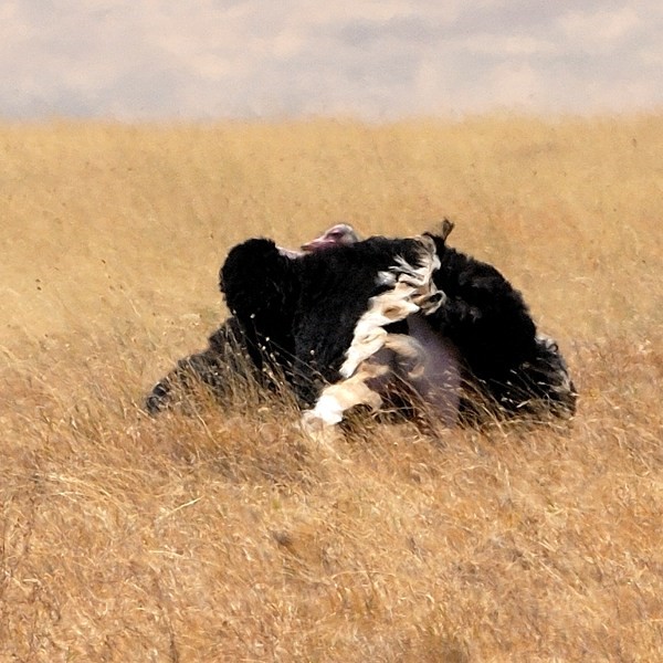 3. Pre-mating display  Ngorongoro Crater  7-12