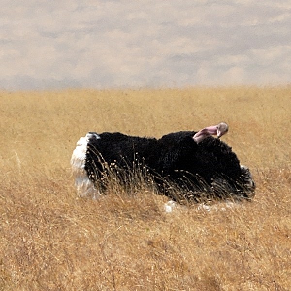 5. Pre-mating display  Ngorongoro Crater  7-12