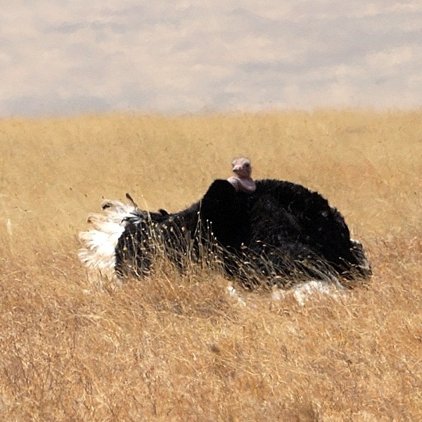 6. Pre-mating display  Ngorongoro Crater  7-12