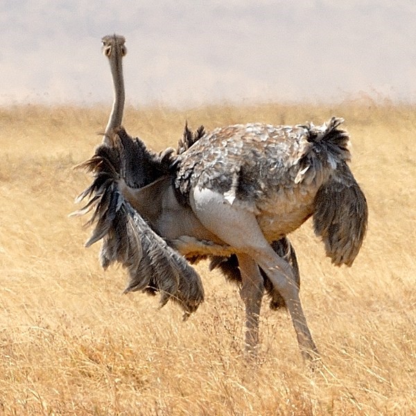 7. Female pre-mating display  Ngorongoro Crater  7-12