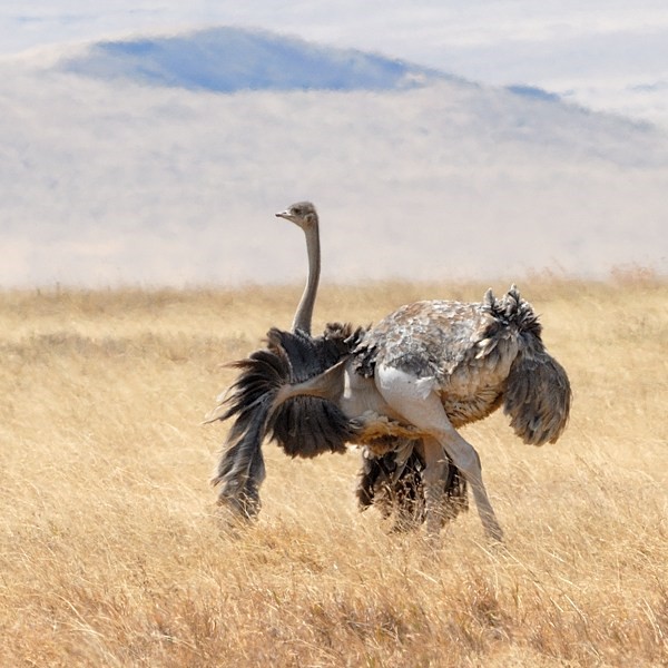 8. Female pre-mating display  Ngorongoro Crater  7-12