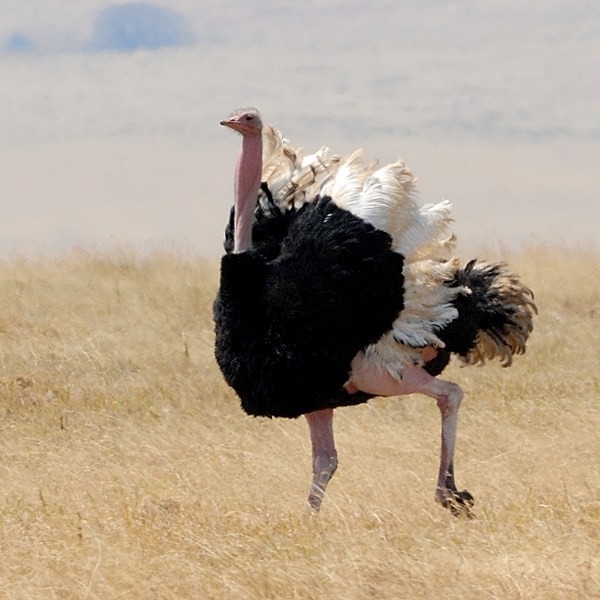 9. Ngorongoro Crater  7-12