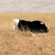 1. Pre-mating display  Ngorongoro Crater  7-12