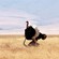 10. Ngorongoro Crater  Michael Bassler  7-12