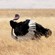 11. Mating  Ngorongoro Crater  7-12