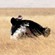 12. Mating  Ngorongoro Crater  7-12