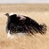 13. Mating  Ngorongoro Crater  7-12