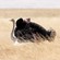 14. Mating  Ngorongoro Crater  7-12