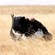 15. Mating  Ngorongoro Crater  7-12