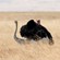 17. Mating  Ngorongoro Crater  7-12