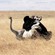 19. Mating  Ngorongoro Crater  7-12