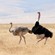 20. Mating  Ngorongoro Crater  7-12