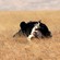 3. Pre-mating display  Ngorongoro Crater  7-12
