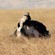 4. Pre-mating display  Ngorongoro Crater  7-12