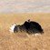 6. Pre-mating display  Ngorongoro Crater  7-12
