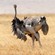 7. Female pre-mating display  Ngorongoro Crater  7-12
