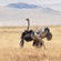 8. Female pre-mating display  Ngorongoro Crater  7-12