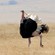 9. Ngorongoro Crater  7-12