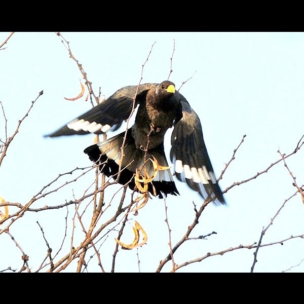 16. Serengeti   Joseph Morlan   7-13