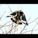 16. Serengeti   Joseph Morlan   7-13