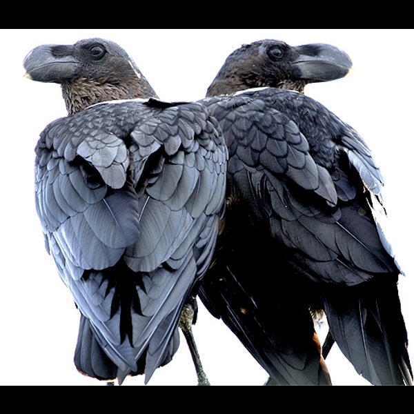 1. Rhino Lodge  Paul Oliver  4-12