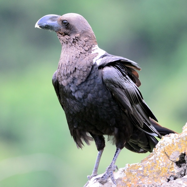 11. Arusha NP  11-14