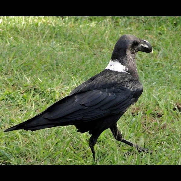 7. Location unrecorded  Siegfried Woldhek