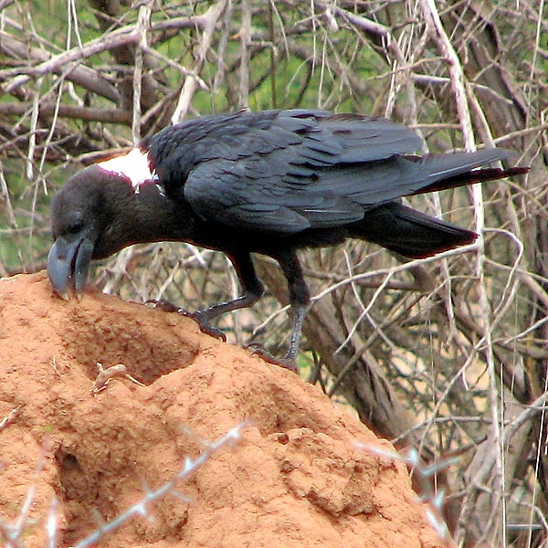 8. West Kilimanjaro  Roger Zimmerman  1-08