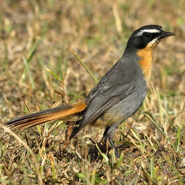 11. Ngarwa  1-09