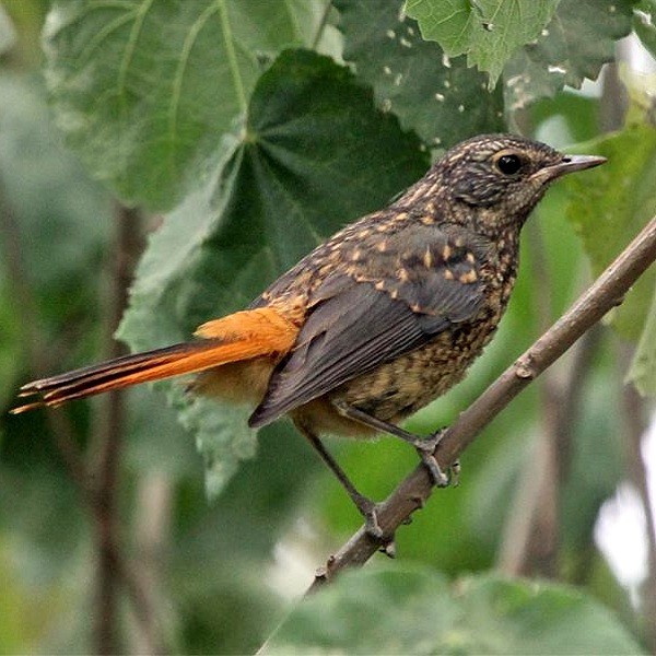 2. Immature  Ngorongoro Forest  Paul Oliver  2-18