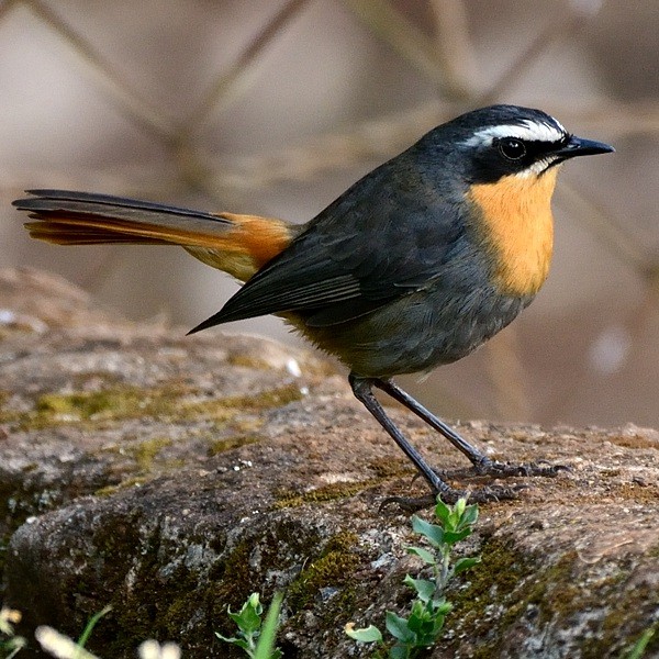 5. Simba Farm-West Kilimanjaro  6-18