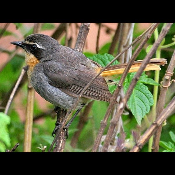 8. Ngorongoro CA  Paul Oliver  2-11