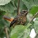 3. Immature  Ngorongoro Forest  Paul Oliver  2-18