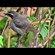 8. Ngorongoro CA  Paul Oliver  2-11