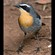 9. Marangu  12-06